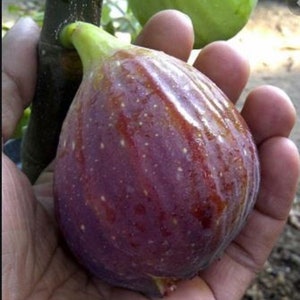 RARE Giant FIG-The largest Fruit we've ever seen & Very Sweet! 2,10 30, 60 SEEDS-(Fresh harvested plant in Usa Farm) Combine ship discount