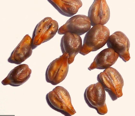 RARE Seeds Muscadine Giant Grapes (2, 10 ,20 or 30 Seeds) Fruit