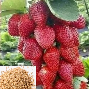 N RARE GIANT STRAWBERRY Bush Tree 5,30,100 or 200 Seeds (no plant) Combined shipping Discount (Pay shipping just for the first item) -Us Sel