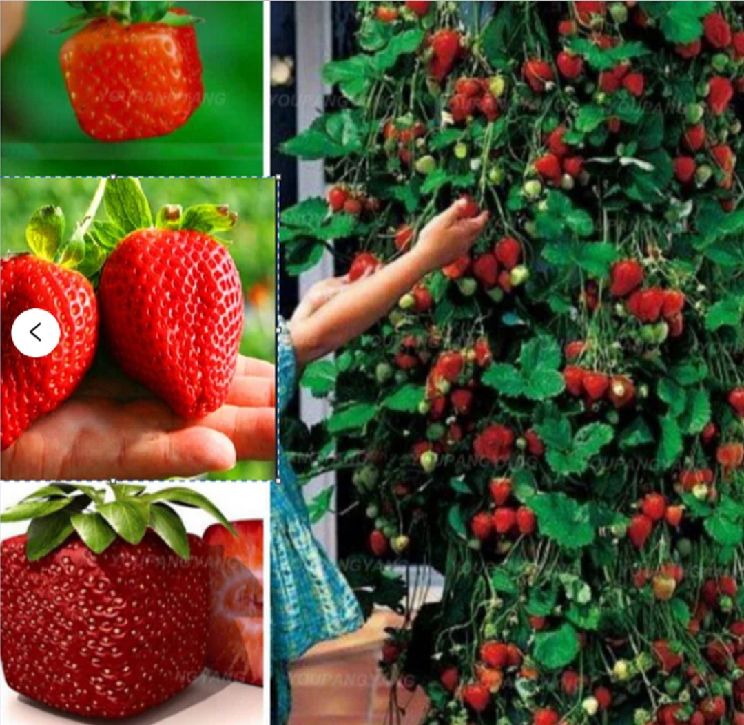 strawberry seeds melvor Shop Purple Strawberry Seeds
