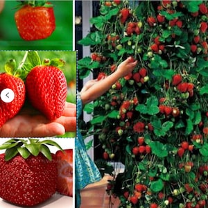 Rare GIANT Climbing STRAWBERRY SEEDS-Very Sweet Fruit -fresh harvested in our Usa Farm-(Non-Gmo)Fruit Plant Tree(Combined shipping discount)