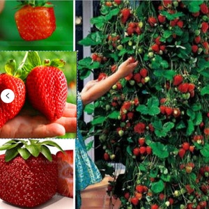 Rare GIANT Climbing STRAWBERRY SEEDS-Very Sweet Fruit -fresh harvested in our Usa Farm-(Non-Gmo)Fruit Plant Tree(Combined shipping discount)