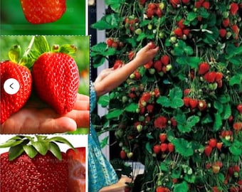 Rare GIANT Climbing STRAWBERRY SEEDS-Very Sweet Fruit -fresh harvested in our Usa Farm-(Non-Gmo)Fruit Plant Tree(Combined shipping discount)