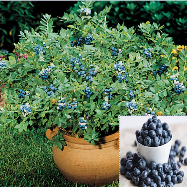 N RARE Bonsai DWARF Sunshine BLUEBERRIES 5 ,40 ,100 0r 200 Seeds -Combined shipping Discount(Pay just for the first item)Grow Indoors Or Out