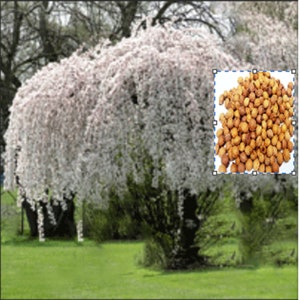 Rare White Snow Fountain Weeping Cherry Tree 2 ,10 or 20 SEEDS + Planting instructions -Gorgeous -Combined shipping discount , ( Us seller )