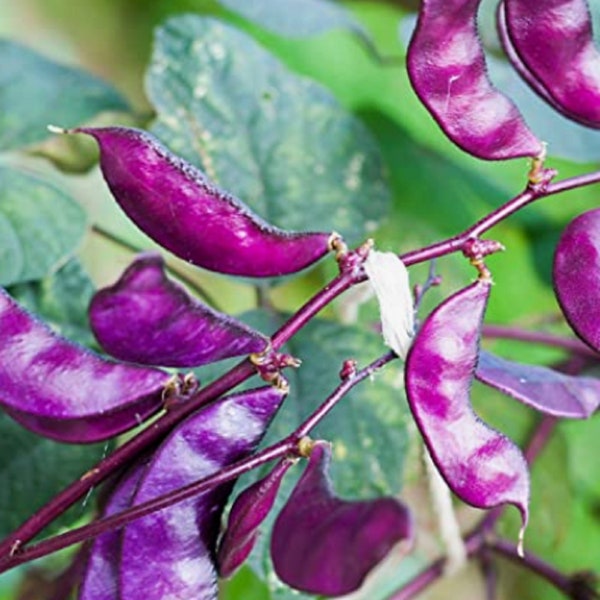 RARE  Dolichos Lablab Purple Hyacinth Bean Red Leaved Plant Climbing Vine SEEDS -Combined shipping Discount  Grow Indoors and outdoors - USA