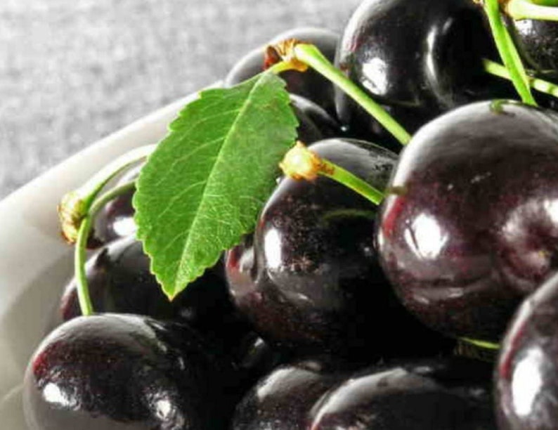 GardenSuppliesCo Dwarf Cherry Seeds - Thumbnail 4