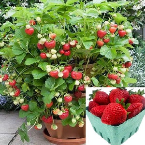 RARE(no plant)DWARF STRAWBERRY Fruit plant tree 5,30, 100 or 200 Seeds-Combined shipping Pay shipping just for the first item)Grow In or Out