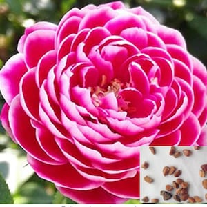 RARE ROSE Pink and white Bush tree plant (5 ,10 or 20 SEEDS) -Combined shipping Discount (Pay shipping only for the first item)- Usa seller