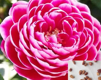 RARE ROSE Pink and white Bush tree plant (5 ,10 or 20 SEEDS) -Combined shipping Discount (Pay shipping only for the first item)- Usa seller