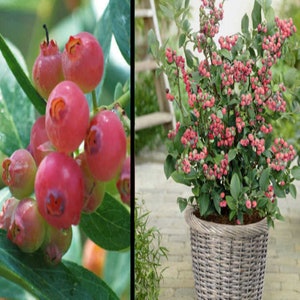 RARE PINK Lemonade BLUEBERRIES 3, 30, 100 or 200 Seeds(No Plant)Combined shipping (Pay shipping just for the first item)Grow In Or Outdoors-