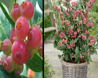 RARE PINK Lemonade BLUEBERRIES 3, 30, 100 or 200 Seeds(No Plant)Combined shipping (Pay shipping just for the first item)Grow In Or Outdoors-