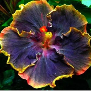 RARE- Hibiscus Black Yellow Giant-Gorgeous Flower-Can grow Indoors  or Out-2,5, 10 0r 20 SEEDS + instructions Fresh Harvested Fast DD