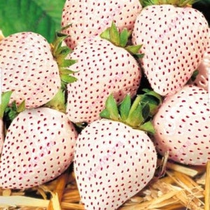 RARE Carolina Pineberry white STRAWBERRY - very sweet fruit Tree Plant (5,10 ,30 ,100 or 200 SEEDS)- Fresh and same day shipping Usa