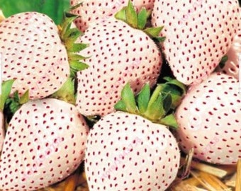 RARE WHITE STRAWBERRY Alpine fruits Tree 3 ,30 ,100 or 200 Seeds (no plant)Combined shipping Discount(Pay shipping just for the first item)