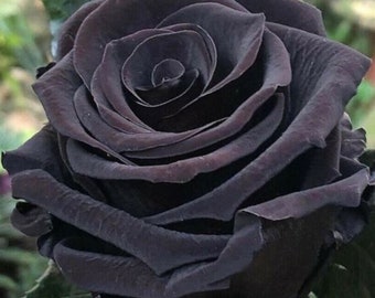 RARE English Black (Dark Purple) ROSE Flower plant 2, 10, 20 or 30 SEEDS- Gorgeous and Aromatic -ships same day - Combined shipping Discount