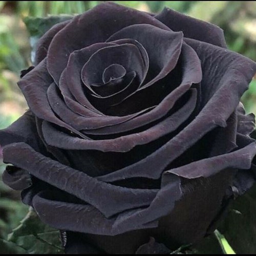 RARE Black White ROSE 3 10 or 20 SEEDS Flower Plant - Etsy