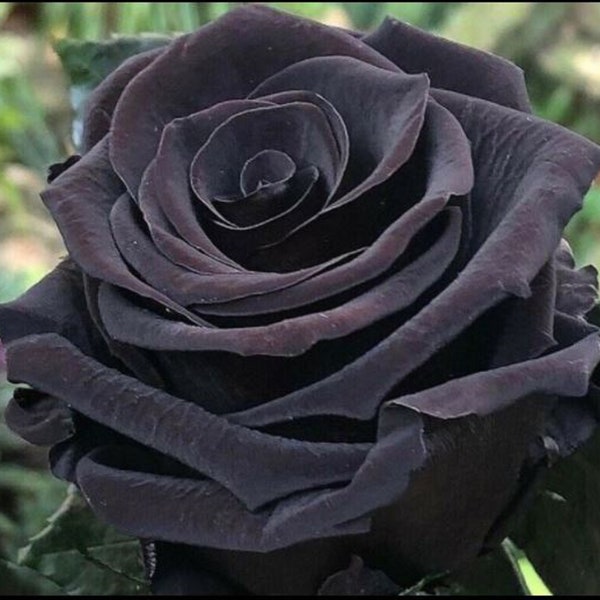 RARE English Black (Dark Purple) ROSE Flower plant 2, 10, 20 or 30 SEEDS- Gorgeous and Aromatic -ships same day - Combined shipping Discount