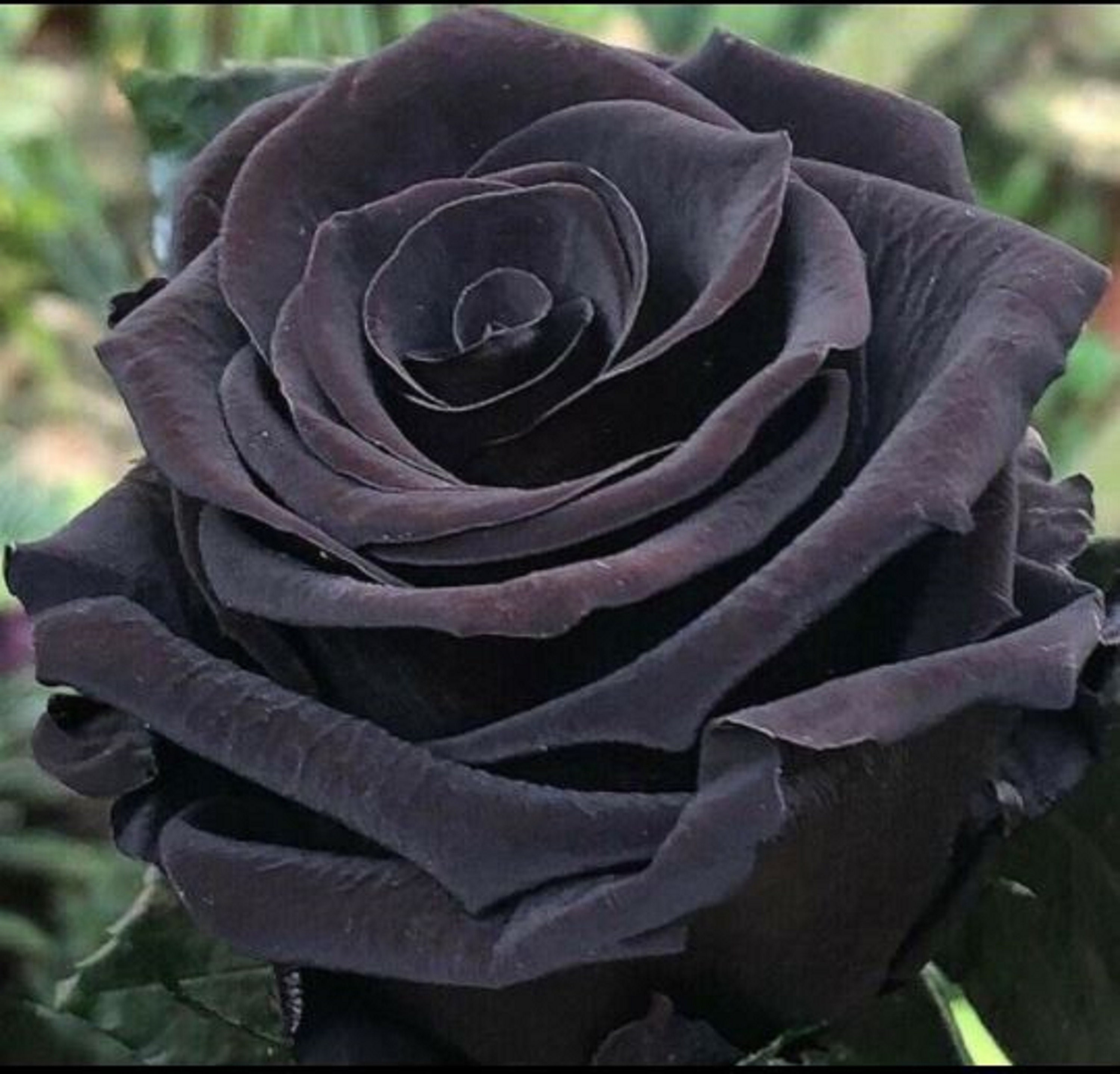 RARE English Black(Dark Purple)ROSE Flower plant 2, 10, 20 or 30 SEEDS-Combined shipping Discount(Pay shipping just for the first item) Usa