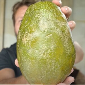 N RARE Giant Passion Fruit Granadilla PASSIONFRUIT fruit Tree 3, 7 or 15 Seeds -Combined shipping (Pay shipping just for the first item