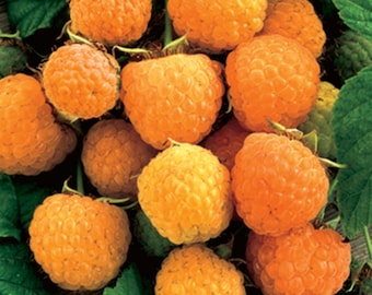 RARE Anne Yellow Raspberry Fruit Tree 3, 30 ,60 ,100 or 200 SEEDS (No plant)-Berries are large and extra sweet!Combined Shipping -Usa Seller