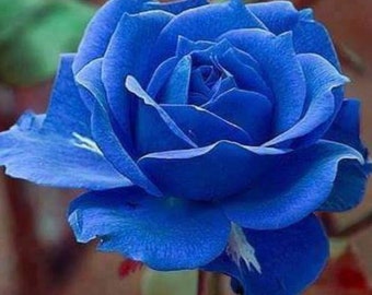 RARE Midnight Blue ROSE flower tree Bush 3 .10 ,20 or 30 Seeds(No plant) Combined shipping (Pay shipping only for the first item) Usa Seller