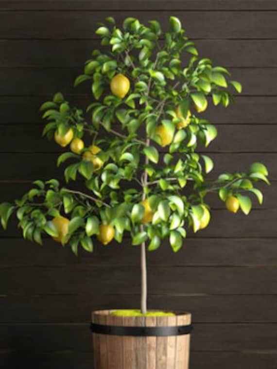 レクサス　 ヒメイワダレソウ　１２０鉢　７.５cm Bonsai Dwarf Lemon Seeds – Juicy Fruit, Grow Indoors - Etsy