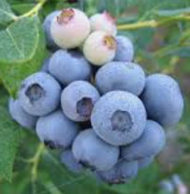 N RARE Bonsai DWARF Sunshine BLUEBERRIES 5 ,40 ,100 0r 200 Seeds Combined shipping DiscountPay just for the first itemGrow Indoors Or Out image 3