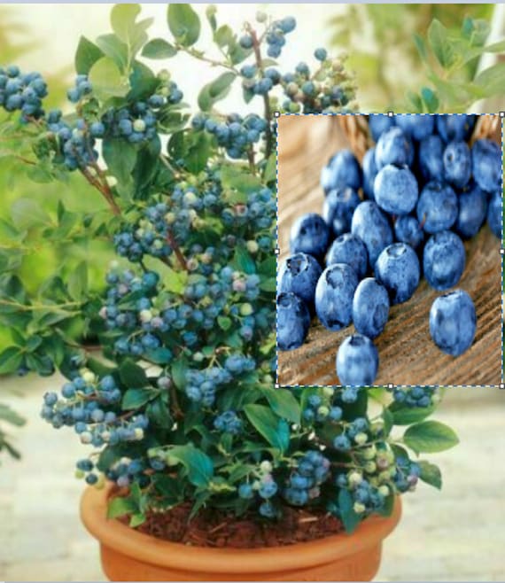 V RARE Bonsai Dwarf Tophat BLUEBERRIES 5 ,10 or 100 SEEDS + Instructions  (no plant)-Combined shipping Discount - Grow Indoors Or Out- Us - Etsy.de