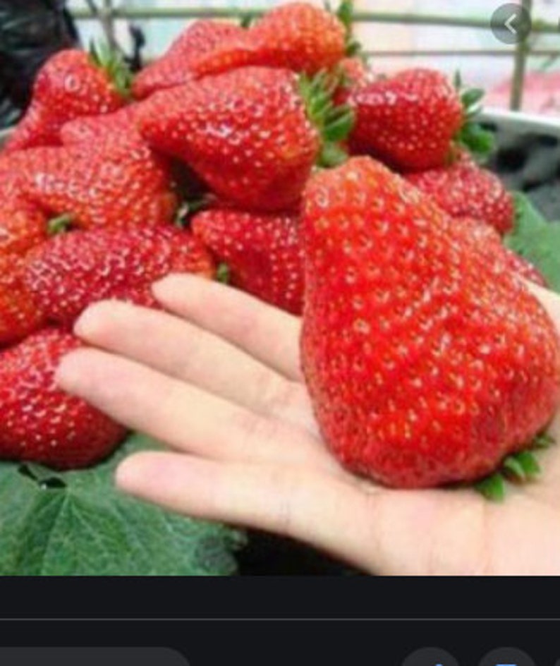 RARE GIANT STRAWBERRY Bush Tree 20 Seeds no plant Combined Etsy