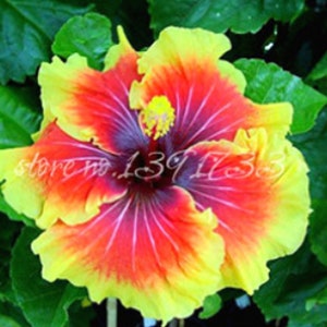 RARE Purple & Pink Giant HIBISCUS-Gorgeous 2,6 or 10 SEEDS Fresh Harvested in our Usa farm-Ships same day Flat shipping discount image 5