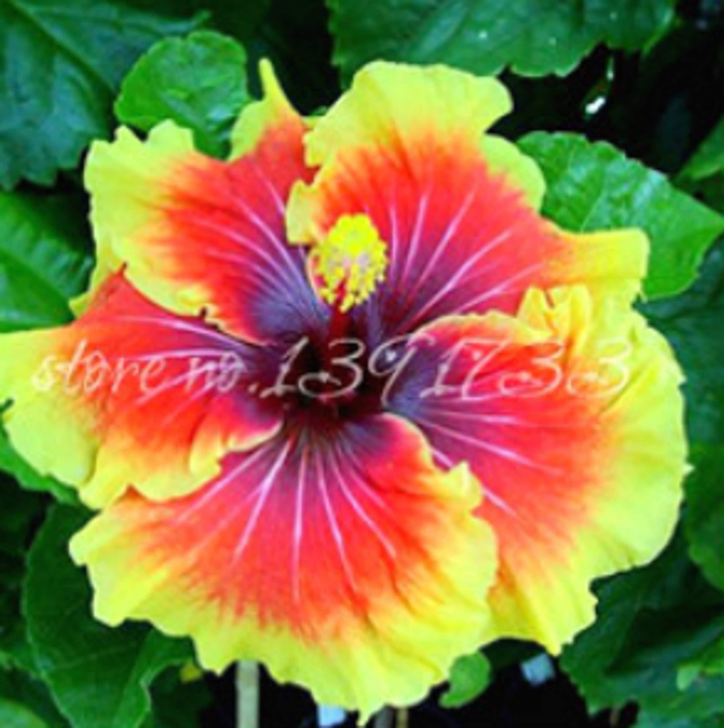 RARE Giant HIBISCUS-(multi-colors) Gorgeous ( 2,6 or 10 SEEDS +