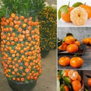 RARE Dwarf Mandarin Orange Tree-Very Sweet-Great for growing Indoors or Out (2,5 or 10 SEEDS Fresh harvested in our USA farm-Ships next day