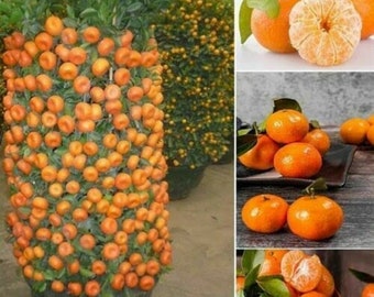 May include: A potted orange tree with small, bright orange fruits covering the branches. The tree is in a brown pot and is surrounded by other potted orange trees.
