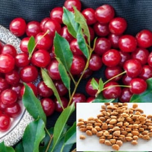 RARE Dwarf Stella CHERRY-Grow Indoors in a Pot or Out-(2,6 or10 Seeds) Very Sweet fruit (Fresh harvested in our Us Farm )Ships fast same day