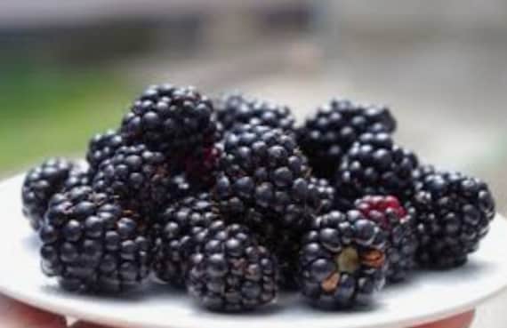 Dwarf Blackberry Bonsai Tree Seeds – Very Sweet, Rare Variety