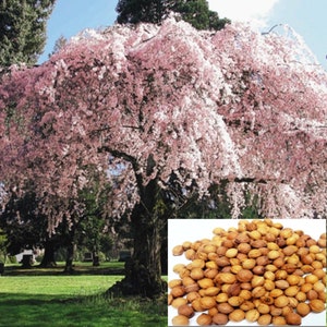 N Rare Weeping cherry Tree 3 ,10 or 20 SEEDS + Planting instructions -Combined shipping (Pay shipping just for the first item)/Usa Seller