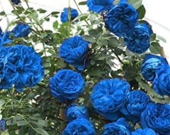RARE-CLIMBING ROSE Blue Bush Scented -(3 , 10 ,20 or 30 Seeds) -Combined shipping Discount (Pay shipping only for the first item) Usa Seller