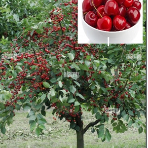 Rare  Dwarf English  Morello CHERRY Fruit Tree 5 or 10 SEEDS (no plant)Combined shipping ( Pay shipping just for the first item) /Usa seller