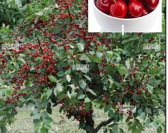 Rare  Dwarf English  Morello CHERRY Fruit Tree 5 or 10 SEEDS (no plant)Combined shipping ( Pay shipping just for the first item) /Usa seller