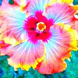 RARE Purple & Pink Giant HIBISCUS-Gorgeous 2,6 or 10 SEEDS Fresh Harvested in our Usa farm-Ships same day Flat shipping discount image 3