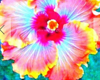 RARE-Multi-Color Giant Hibiscus seeds 2 ,6 or 10   SEEDS (shipping Discount (Pay shipping only for the first item) Usa Seller