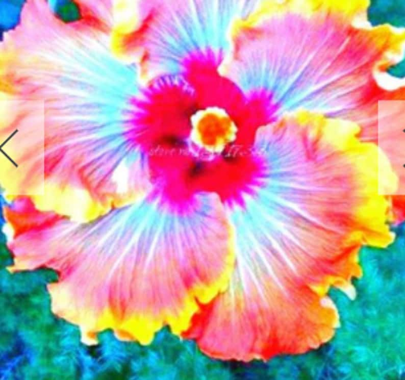 RARE Purple & Pink Giant HIBISCUS-Gorgeous 2,6 or 10 SEEDS Fresh Harvested in our Usa farm-Ships same day Flat shipping discount image 3