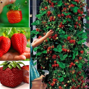 Rare GIANT Climbing STRAWBERRY SEEDS-Very Sweet Fruit-fresh harvested in our Usa Farm-(Non-Gmo)Fruit Plant Tree(Combined shipping discount)N