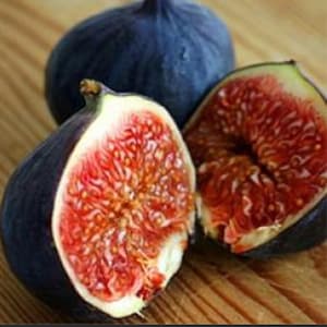RARE Dwarf Violette de Bordeaux  Fig -Great for container growing-(3 ,30, or 60 SEEDS)-The finest tasting fig-Fresh Harvested in our Us farm
