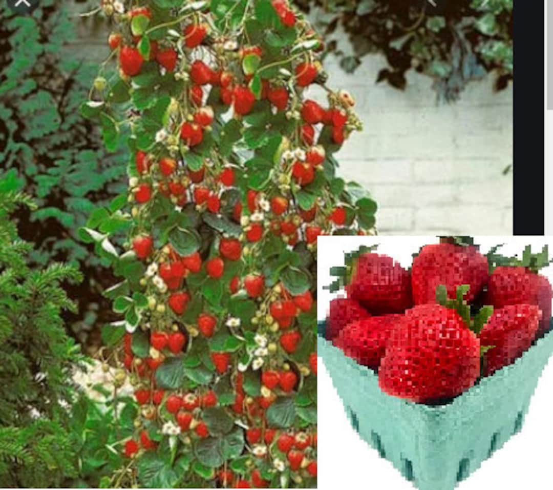 V RARE CLIMBING STRAWBERRY Fruit Plant Tree 2 ,30 ,100 or 200 Seeds