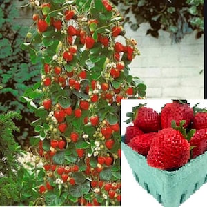 V RARE CLIMBING STRAWBERRY Fruit Plant Tree 2 ,30 ,100 or 200 Seeds Combined shipping Pay shipping just for the first item Usa Seller image 1