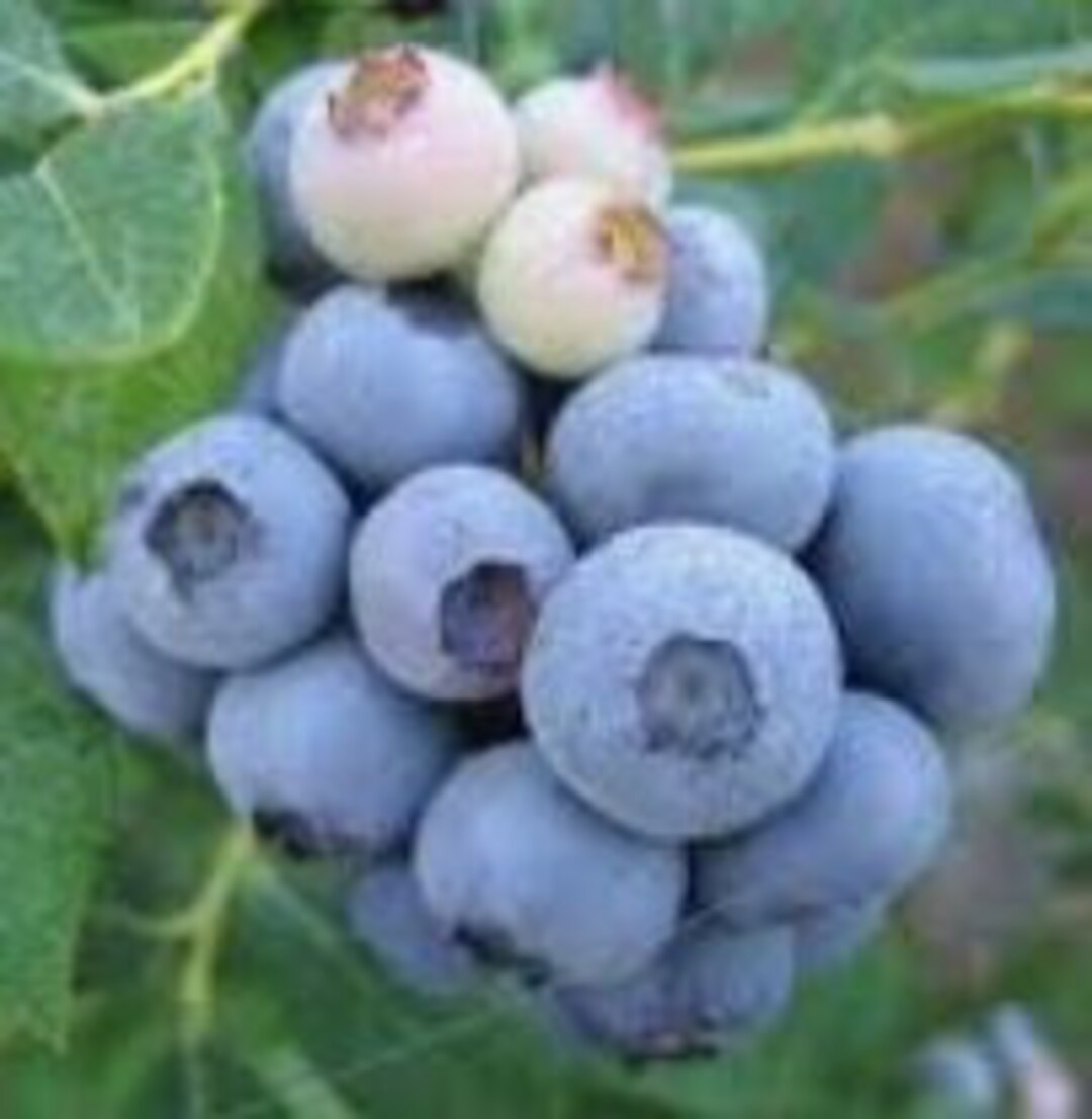 RARE European BLUEBERRY Bilberry SEEDS low Bush , Sweet Delicious