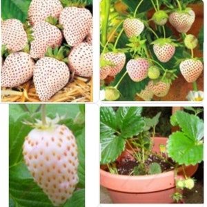 May include: Close-up of white strawberries with red seeds. The strawberries are arranged in a group on a bed of straw. A second image shows a strawberry plant with white strawberries growing on it. The third image shows a strawberry plant in a pot.