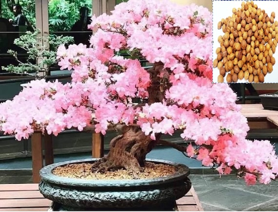 Sakura bonsai tree deals